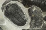 Cluster Of Fourteen Gerastos Trilobites - Mrakib, Morocco #186744-2